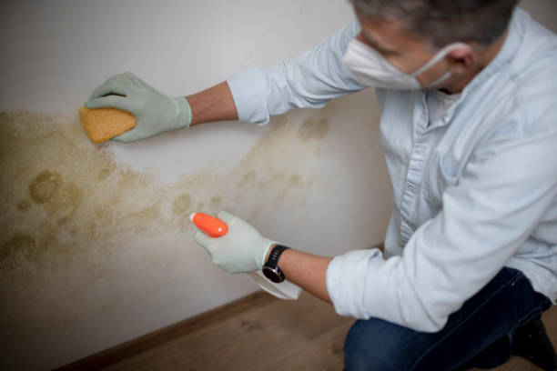 Best Mold Testing  in , RI