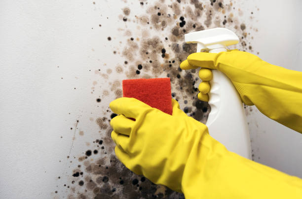 Best Black Mold Removal  in , RI