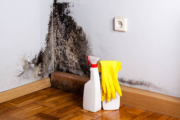 Best Fast Mold Removal  in , RI