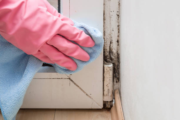 Best Residential Mold Removal  in , RI