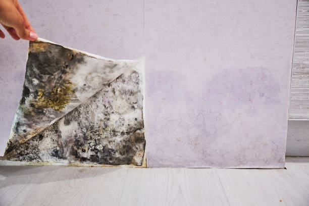 Best Mold Damage Repair  in , RI